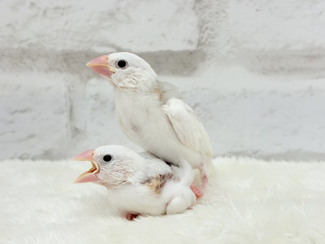 白文鳥