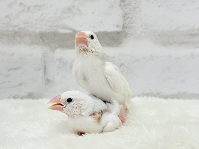 白文鳥