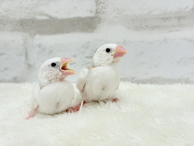白文鳥