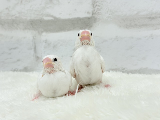 白文鳥