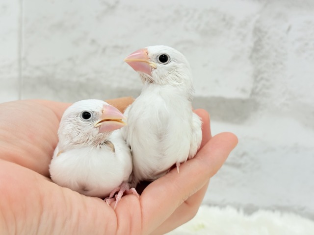 白文鳥