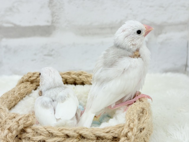 白文鳥
