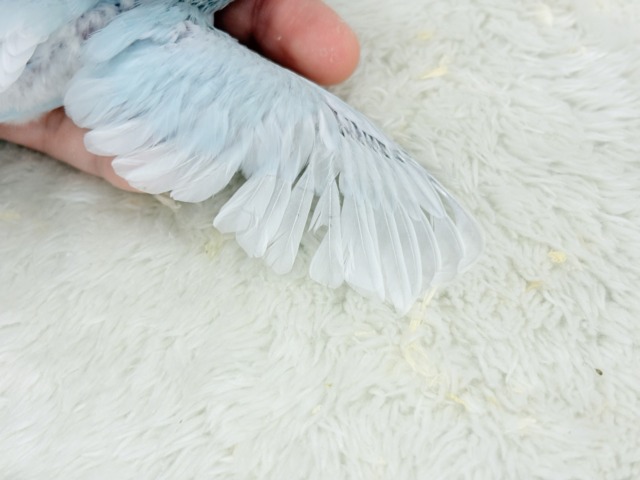 マメルリハ
