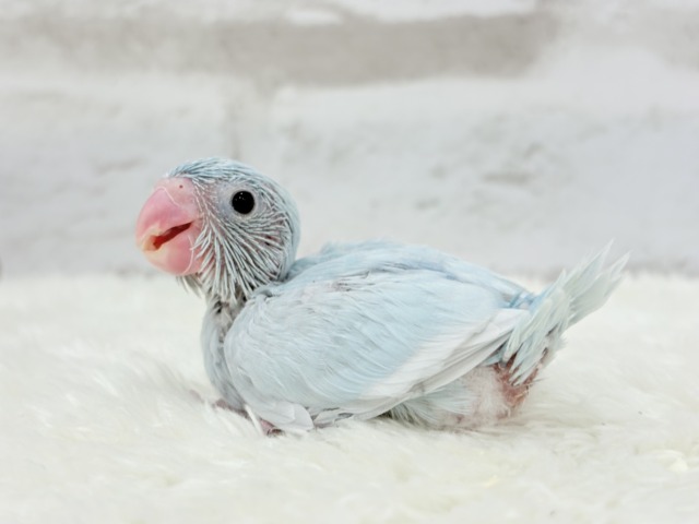 マメルリハ