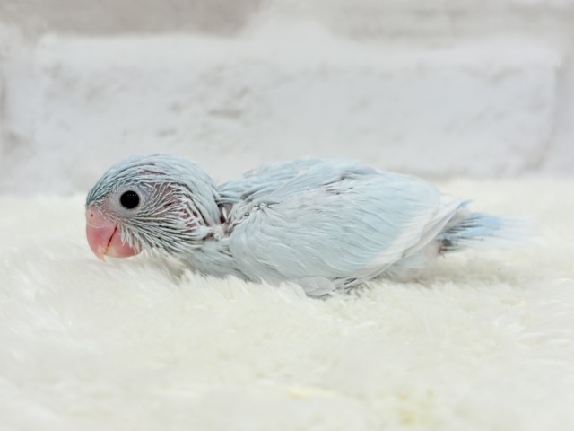 マメルリハ