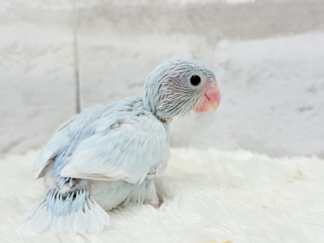 マメルリハ