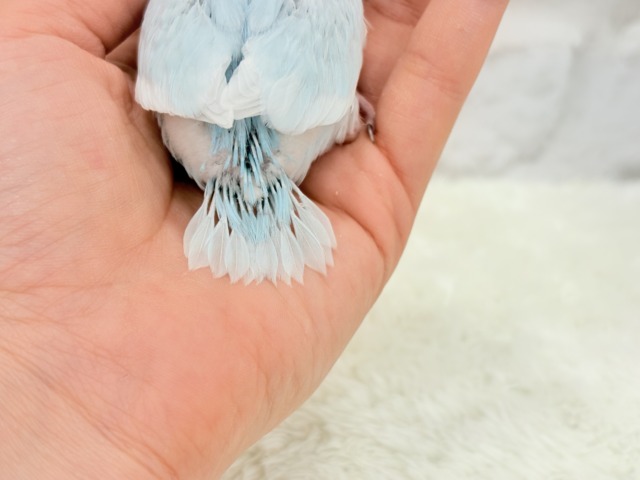 マメルリハ