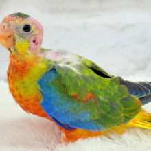 【最新画像更新🪄】注目の的🎯カラフルフェザー🪶✨キキョウインコ ヒナ