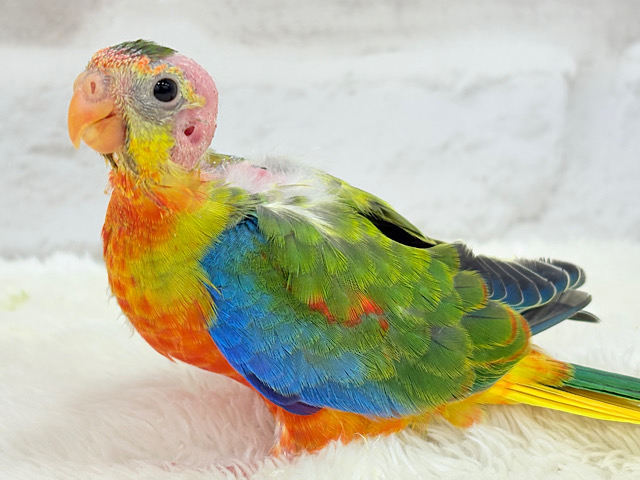 【最新画像更新🪄】注目の的🎯カラフルフェザー🪶✨キキョウインコ ヒナ