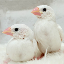 【最新画像更新🪄】しろもちコンビ🐣🤍白文鳥 ヒナ