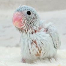 【最新画像更新🪄】甘々カラーのプリティーフェイス🐣🩵マメルリハ(アメリカンホワイト)女の子 ヒナ