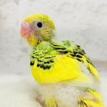 目指せ甘え上手No.1🐣👑セキセイインコ(パイド) ヒナ