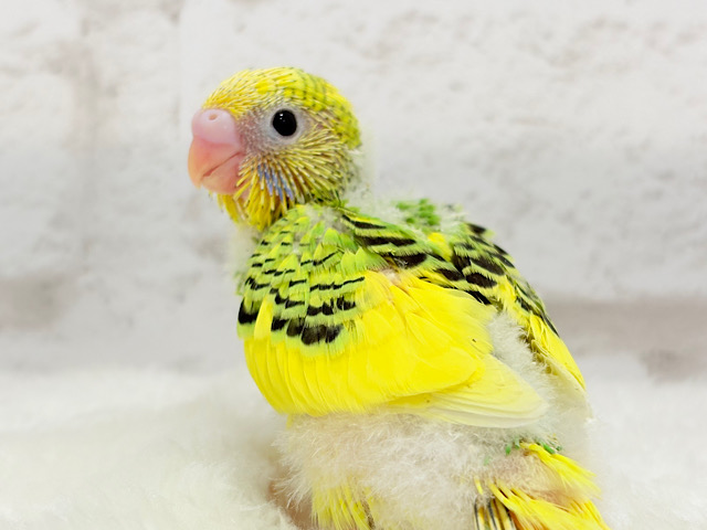目指せ甘え上手No.1🐣👑セキセイインコ(パイド) ヒナ