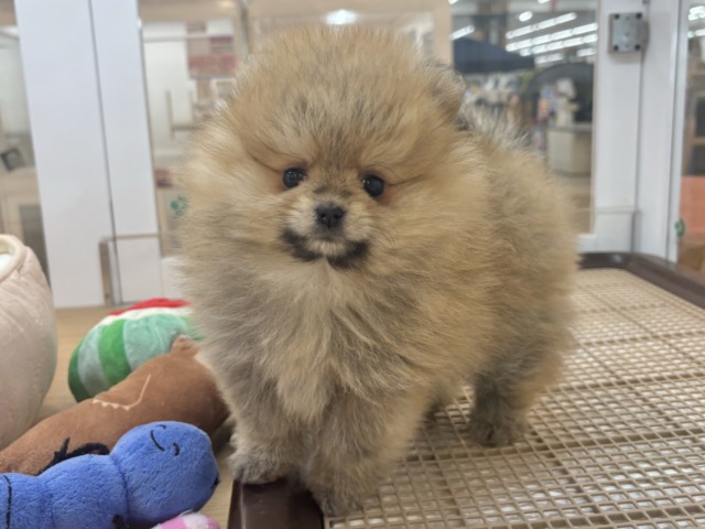 ポメラニアン