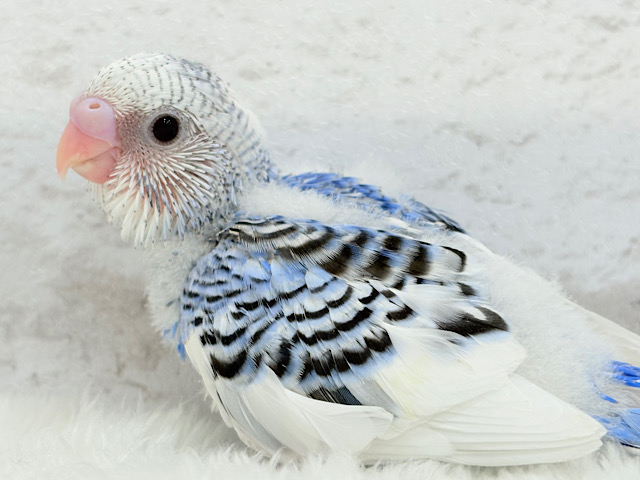 わくわく✨大人になるのが楽しみだぁ𖤐 ̖́-‬セキセイインコ(パイド) ヒナ