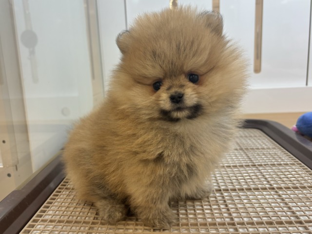 ポメラニアン