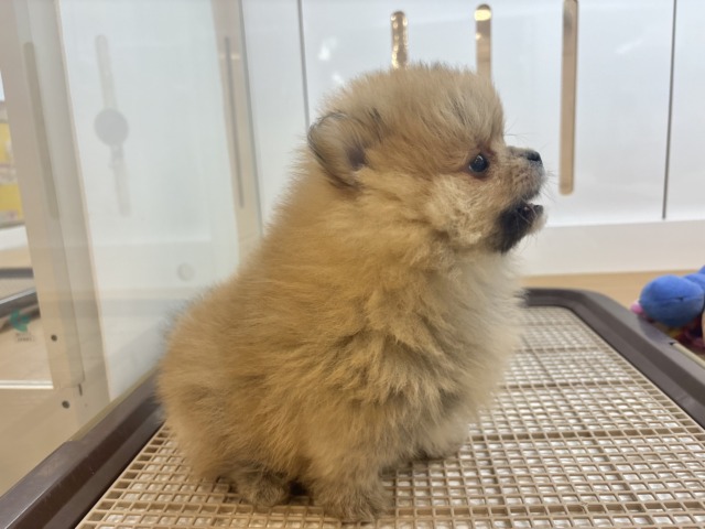 ポメラニアン