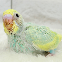 上目遣いがタマラナイ💖メロンソーダの妖精さん🧚‍♀️🫧セキセイインコ(パステルカラーレインボー) ヒナ