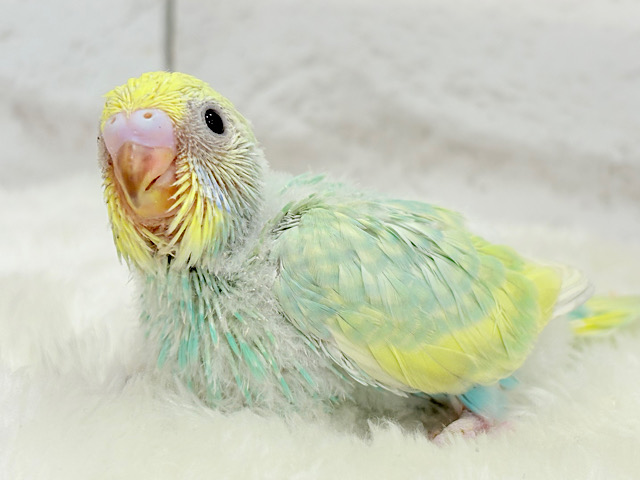 上目遣いがタマラナイ💖メロンソーダの妖精さん🧚‍♀️🫧セキセイインコ(パステルカラーレインボー) ヒナ