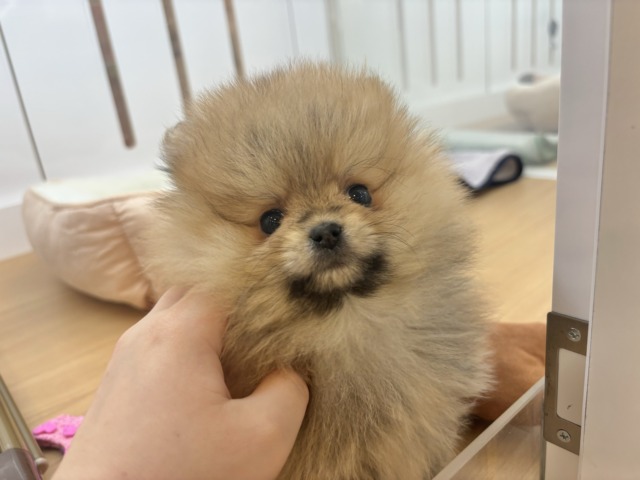 ポメラニアン