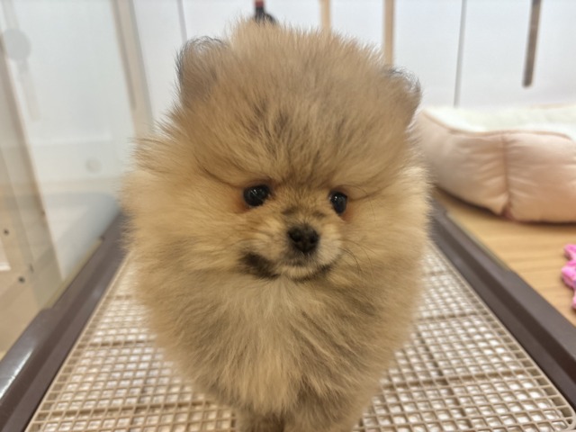 ポメラニアン