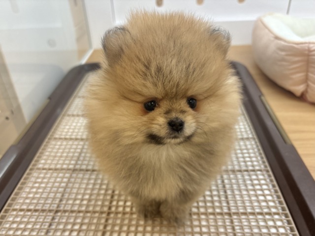 ポメラニアン