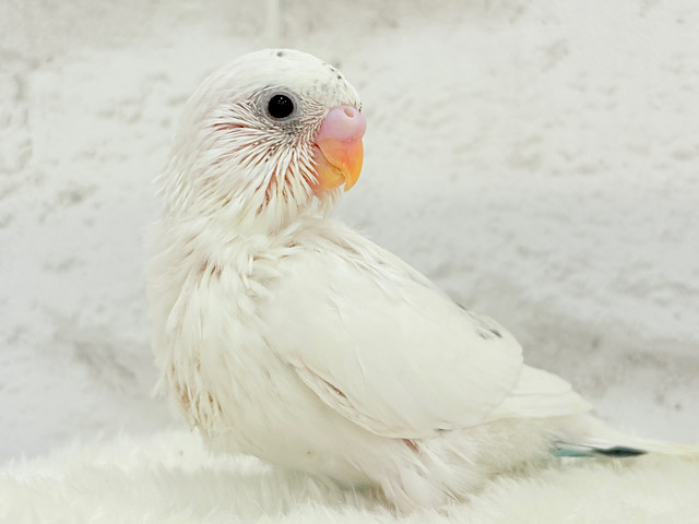 春ピクニックに連れてって🐣🌸セキセイインコ(白ハルクイン) ヒナ