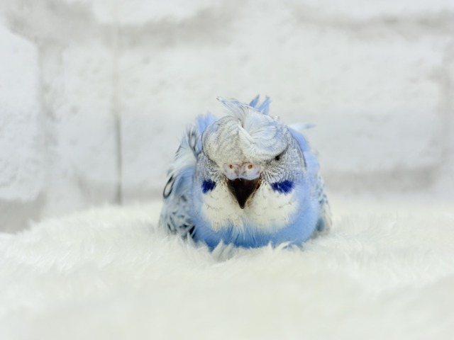 梵天セキセイインコ