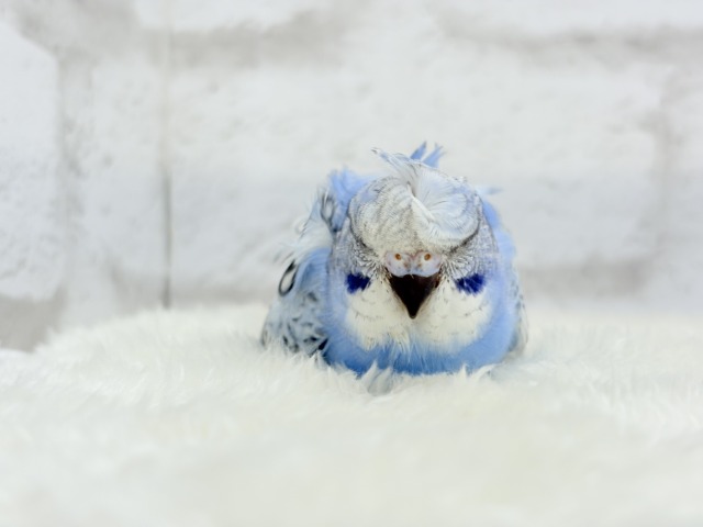 梵天セキセイインコ