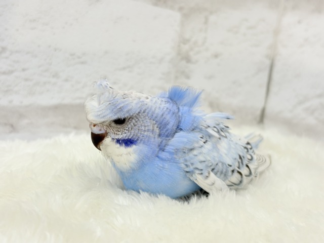 梵天セキセイインコ