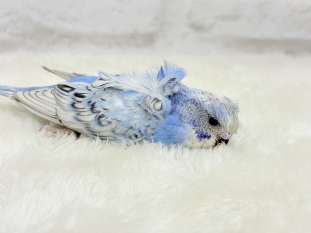 梵天セキセイインコ