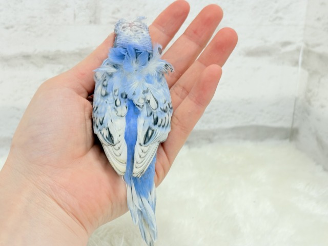 梵天セキセイインコ