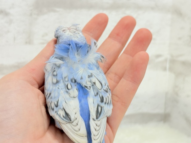 梵天セキセイインコ