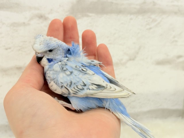 梵天セキセイインコ