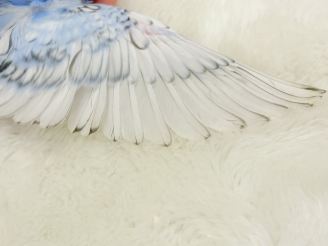 梵天セキセイインコ