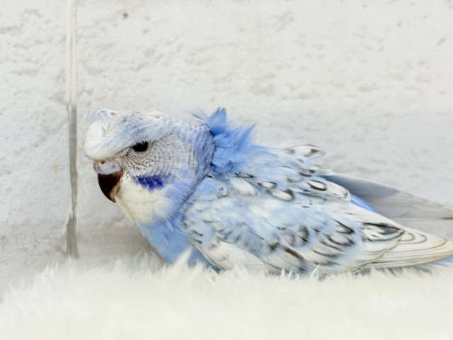 梵天セキセイインコ