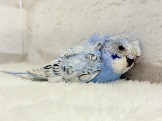 梵天セキセイインコ