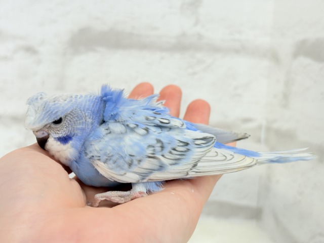 梵天セキセイインコ