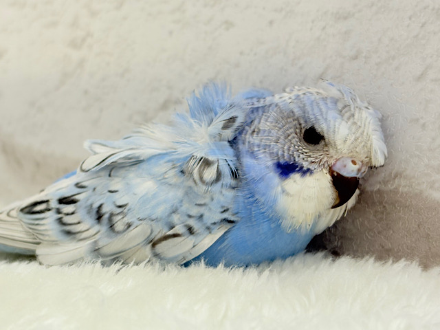 背中にお花咲いてます🐣🌸梵天セキセイインコ(スパングル) ヒナ