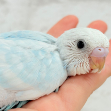 甘々♡ベビーフェイス🐣💖セキセイインコ(スパングル) ヒナ