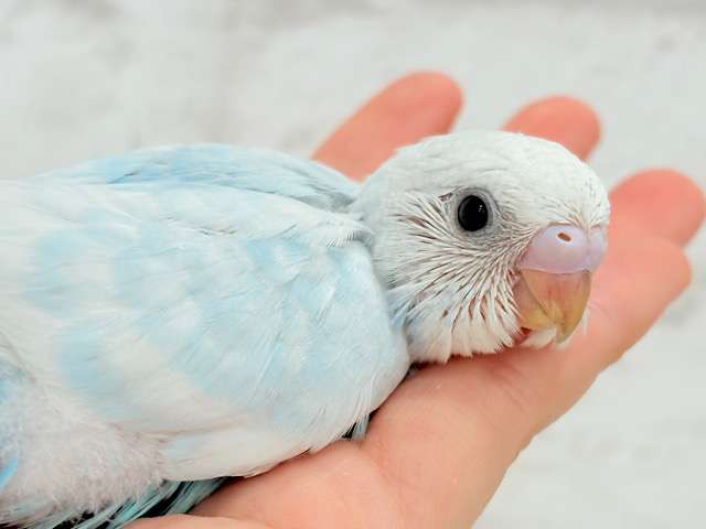 甘々♡ベビーフェイス🐣💖セキセイインコ(スパングル) ヒナ