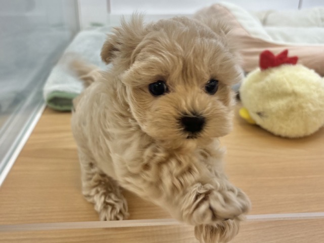 僕の明るさで世界を照らすよ✨マルプーくん! マルプー