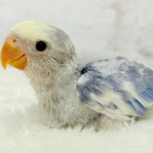 癒し系🫧クリームふんわり🐣🧁コザクラインコ(バイオレットパイド) ヒナ
