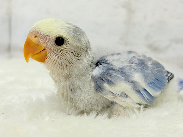 癒し系🫧クリームふんわり🐣🧁コザクラインコ(バイオレットパイド) ヒナ
