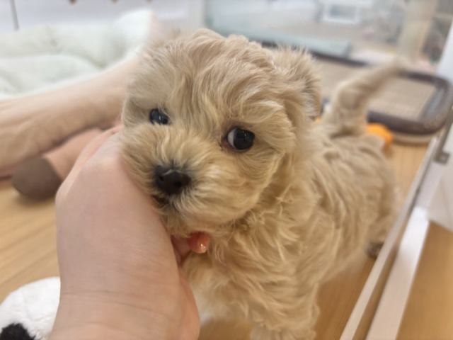 僕の明るさで世界を照らすよ✨マルプーくん! マルプー