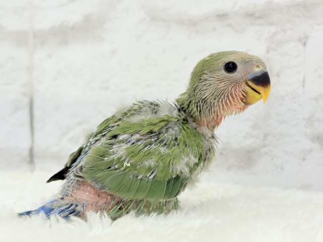 コザクラインコ（小桜インコ）