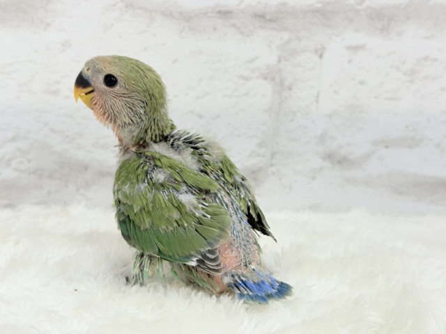 コザクラインコ（小桜インコ）