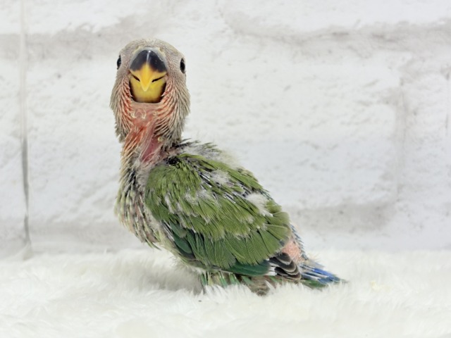 コザクラインコ（小桜インコ）