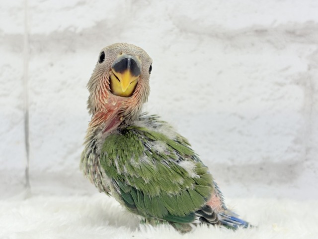 コザクラインコ（小桜インコ）