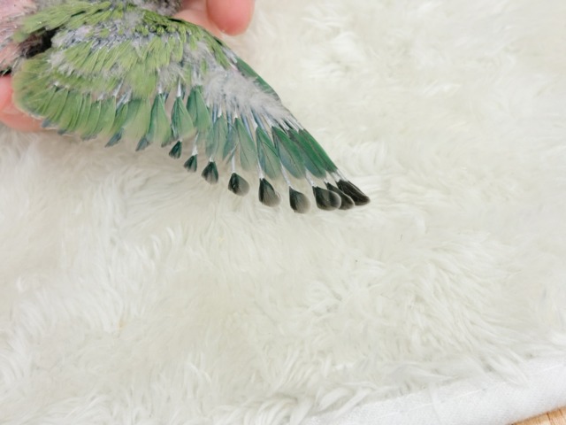 コザクラインコ（小桜インコ）